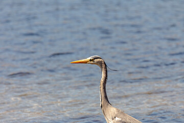 Great gray heron (Ardea cinerea) close-up (Greece, Kefalonia island)