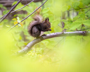木の実を食べているエゾリス / Hokkaido Squirrel eating nuts