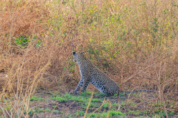 African leopard (Panthera pardus pardus) sitting in grass in Serengeti National park, Tanzania