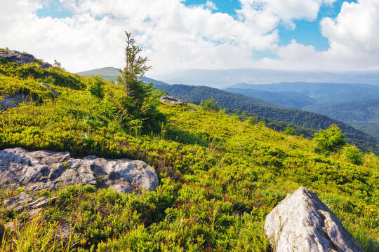 carpathian countryside in summer. mountainous landscape with tree and stones on the grassy hill