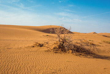 Dried plants on Maranjab Desert in Iran