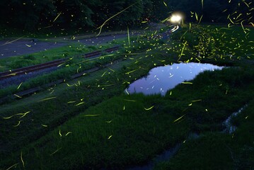 fireflies taken by long exposure