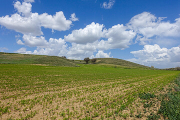green lentil plant just starting to grow in the field.