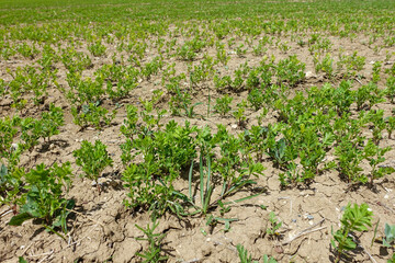 Fototapeta na wymiar green lentil plant just starting to grow in the field.