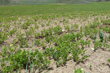 green lentil plant just starting to grow in the field.