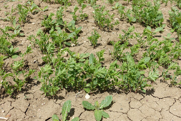 agricultural land cultivated with agricultural products,fields planted with agricultural products and natural nature scenery,