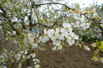 Fototapeta premium cherry tree blooming, cherry tree blooming in abundance,