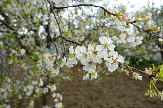 cherry tree blooming, cherry tree blooming in abundance,