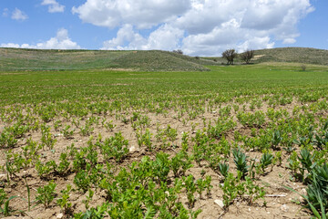 green lentil plant just starting to grow in the field.