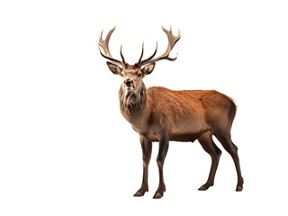 portrait of a red deer stag looking forward impressive antlers png,  Created using generative AI tools.