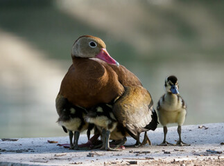 Black-bellied Whistling Duck