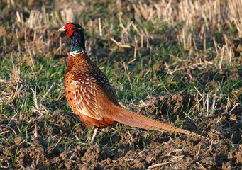 A male common pheasant standing in an agricultural field. 