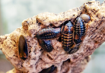The Argentine cockroach (Latin Blattodea) is black with white stripes. Wildlife fauna insects.