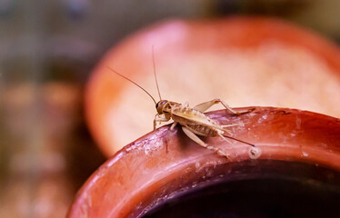 The house cricket (lat. Acheta domesticus) gray color sitting in a faience pot. Wildlife fauna insects.