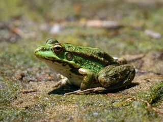 green frog on the river bank