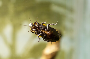 Cockroach-car (Latin: Lucihormetica verrucosa) with beautiful yellow spots similar to car headlights on a background of small stones. Animal world fauna insects.