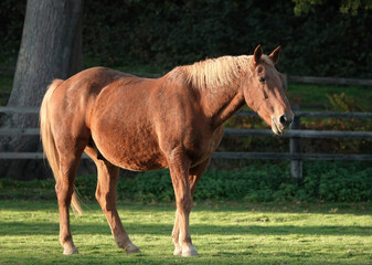 Naklejka na ściany i meble A brown horse walking across a paddock. 