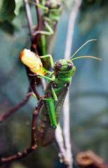 Desert locust (lat. Schistocerca gregaria) green sitting on the branches of a tree among the foliage. Wildlife fauna insects.