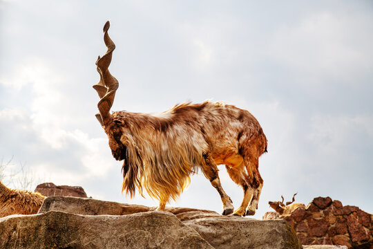 Tajik screw-horned goat (Markhur) with beautiful unusual horns standing on the edge of a cliff on a sunny day. Animals, mammals, predators.