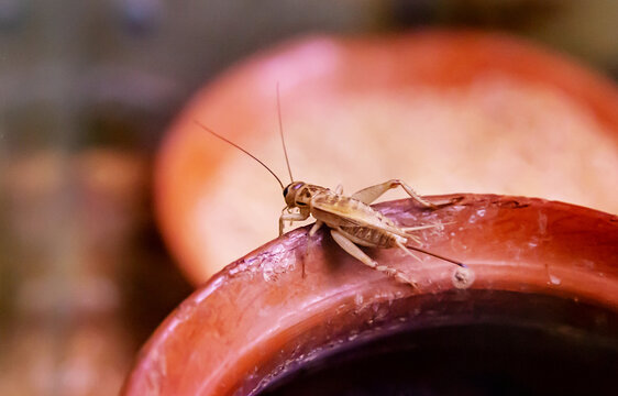 The house cricket (lat. Acheta domesticus) gray color sitting in a faience pot. Wildlife fauna insects.