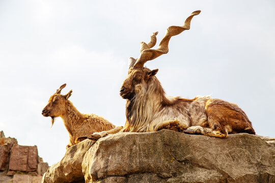 Tajik screw-horned goat (Markhur) with beautiful unusual horns with his female sitting on the edge of a cliff on a sunny day. Animals, mammals, predators.