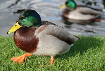 Closeup of a male mallard duck walking on grass by a pond. 