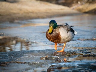 Mallard (wild duck) on the shore close-up
