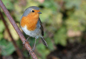 A beautiful European robin, erithacus rubecula, perching in a garden. 