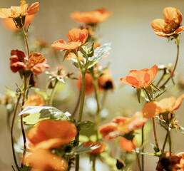 Geum coccineum 'Borisii' orange-red flowers, beautiful sunny May day