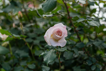 バラ園のフレンチレース