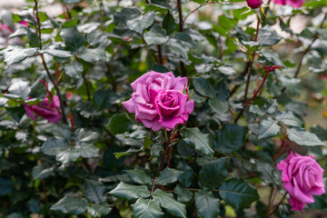 バラ園の「ショッキングブルー」