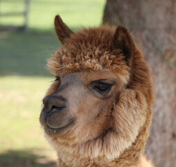 Fototapeta premium alpaca (Lama pacos) face portrait - close up