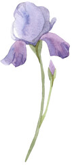 Iris watercolor. Iris flower watercolor.