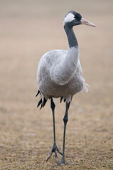 Common crane portrait (Grus grus)