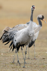 Common crane portrait (Grus grus)