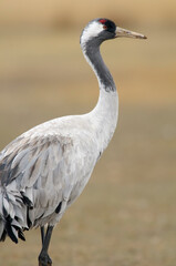 Common crane portrait (Grus grus)