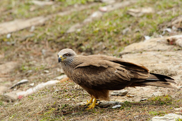 Black kite portrait (Milvus migrans)