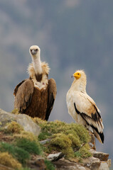 Eurasian griffon vulture (Gyps fulvus) and Egyptian vulture (Neophron percnopterus)