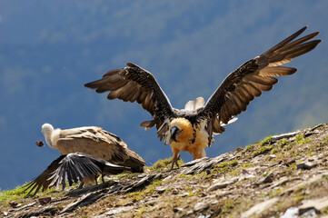 Bearded vulture portrait (Gypaetus barbatus)