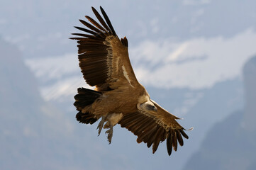 Eurasian griffon vulture (Gyps fulvus) flying