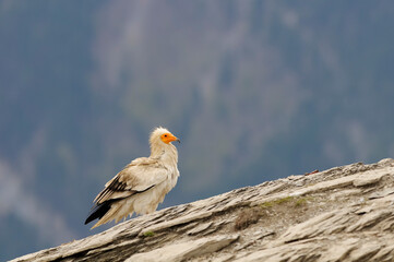 Egyptian vulture portrait (Neophron percnopterus)