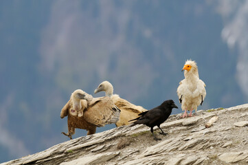 Eurasian griffon vulture (Gyps fulvus) and Egyptian vulture (Neophron percnopterus)