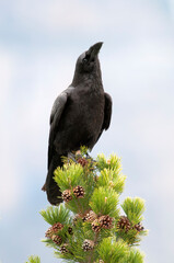 Common raven portrait (Corvus corax)