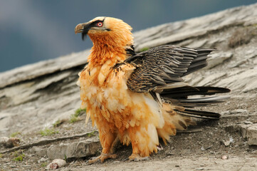 Bearded vulture portrait (Gypaetus barbatus)