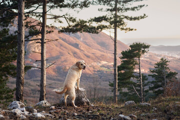 dog in the forest at sunset against the backdrop of mountains. Fawn labrador retriever in nature