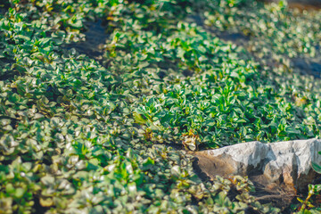 una hermosa flor que crece entre las piedras, cerca del río