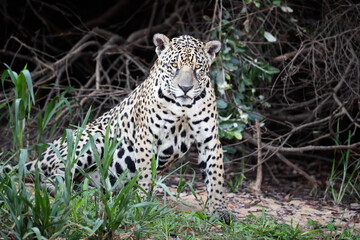 Naklejka na ściany i meble Jaguar lying on a river bank in natural habitat