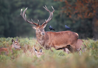 Red deer stag with jackdaws on his back during rutting season in autumn