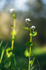 Obraz premium hermosas flores del bosque