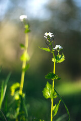 hermosas flores del bosque